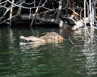 Safari fluvial exotique sur la Black River